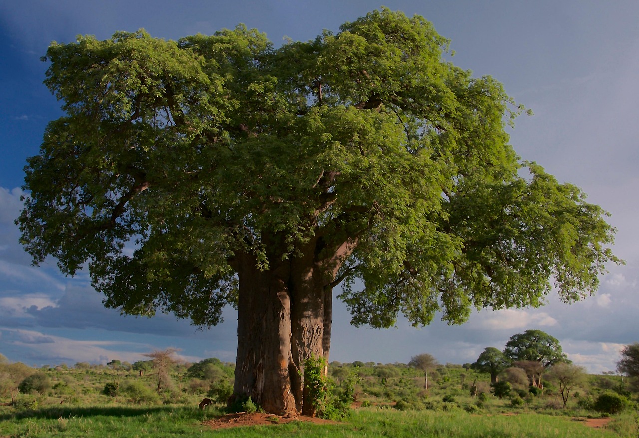 tree, baobab, tarangire national park, tanzania, landscape, wilderness, wild, nature, tree, tree, tree, tree, baobab, baobab, baobab, baobab, baobab, tanzania, tanzania