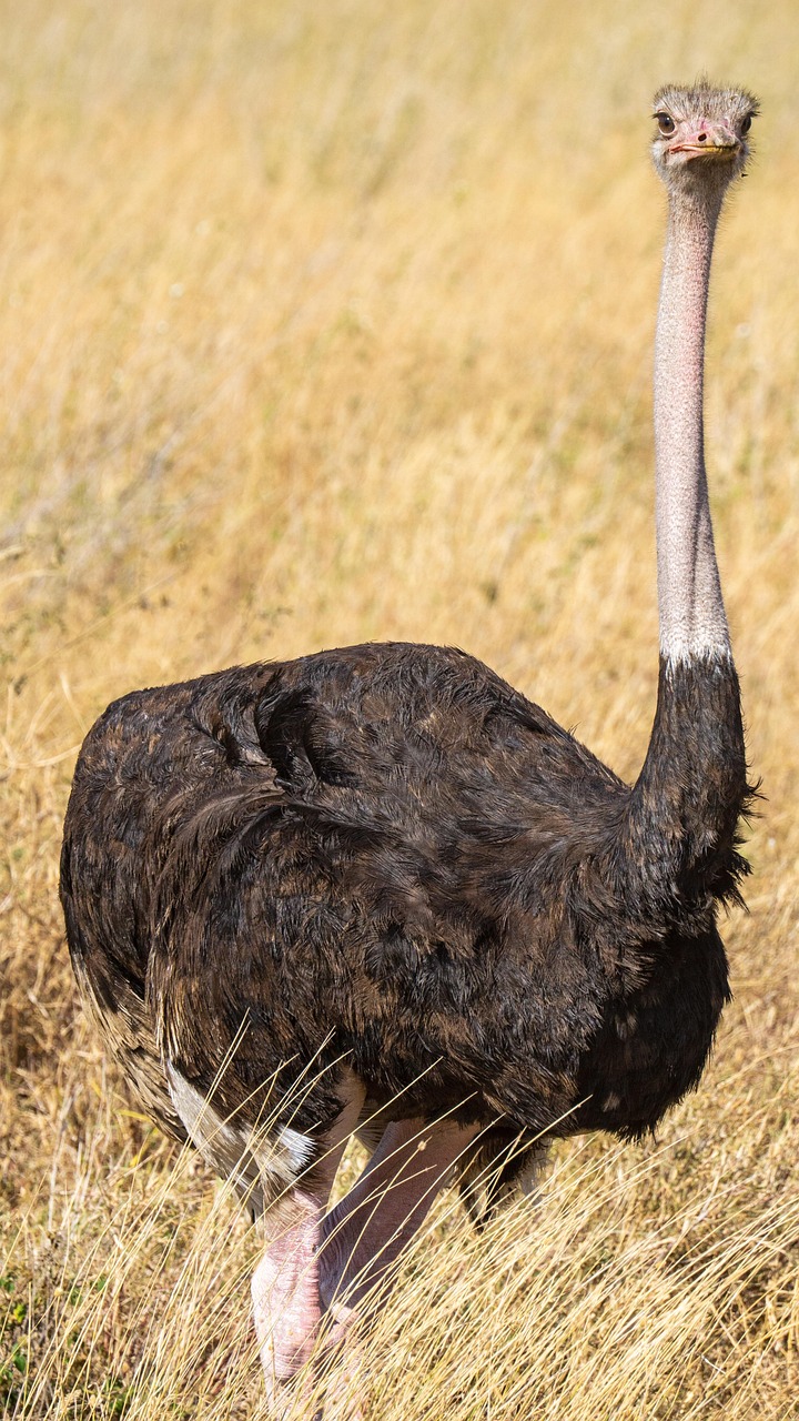 ostrich, animal, tanzania, africa, nature, wildlife, wilderness, ostrich, ostrich, ostrich, ostrich, ostrich