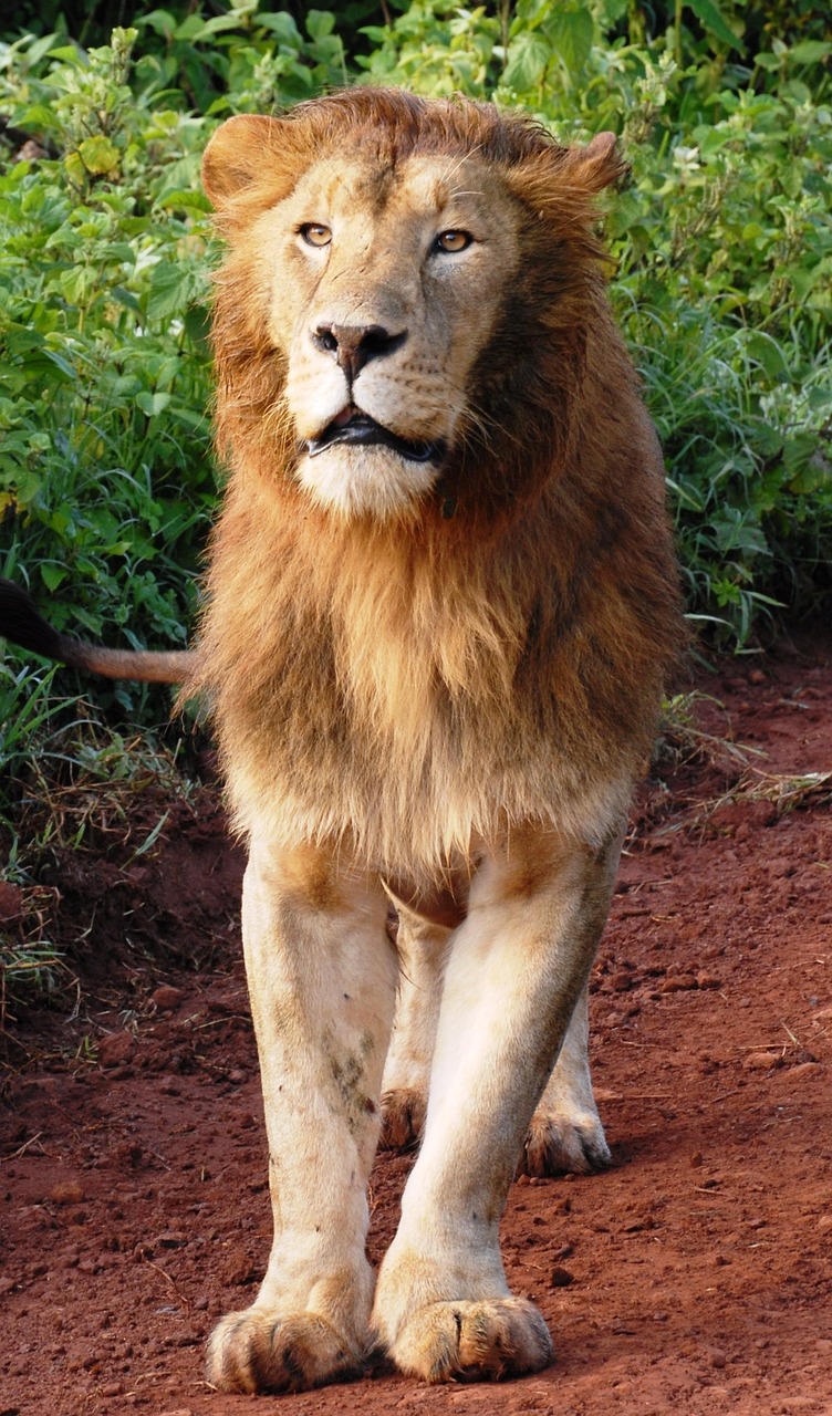 lion, big cat, nature, cat of prey, wildcat, wild cat, safari, africa, tanzania, ngorongoro, animal, fauna, mammal, mane, lion king, fur