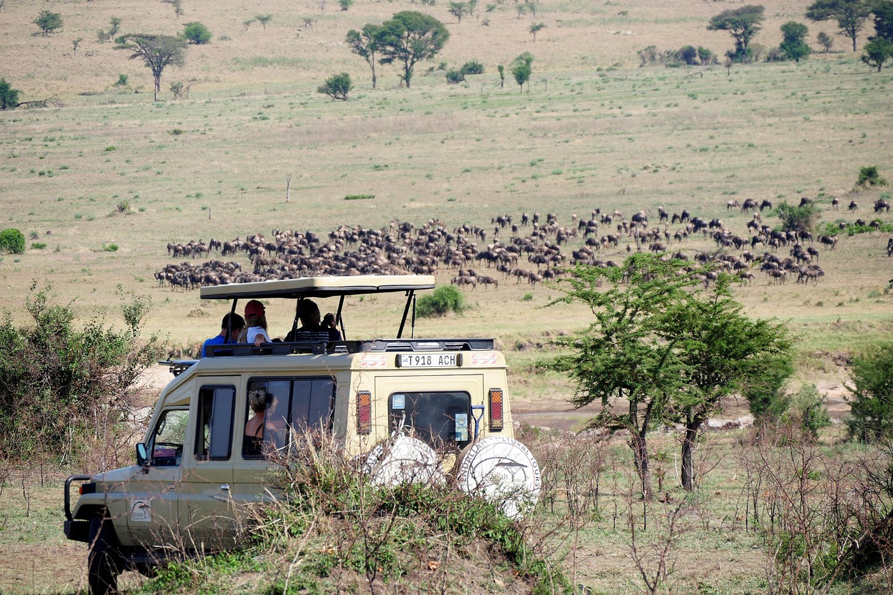 game drive, vehicle, animals, mammals, tourism, tourists, safari, tanzania, africa, wild, nature, game drive, game drive, game drive, game drive, game drive