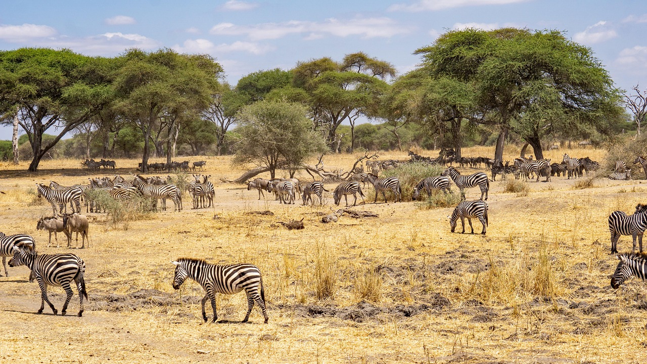 zebra, tanzania, animal, africa, wildlife, nature, zebra, zebra, tanzania, tanzania, tanzania, tanzania, tanzania