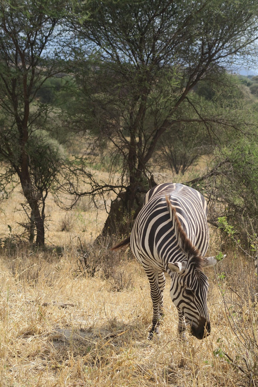 nature, safari, savanna, wildlife, zebra, tree, wild, reserve, park, animal, grass, bush, mammal, outdoors, national park, tarangire national park, tanzania, africa