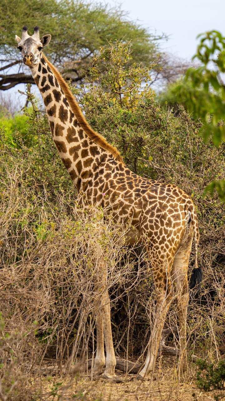 giraffe, tanzania, africa, nature, wildlife, wilderness, animal, giraffe, giraffe, giraffe, giraffe, giraffe, tanzania, tanzania