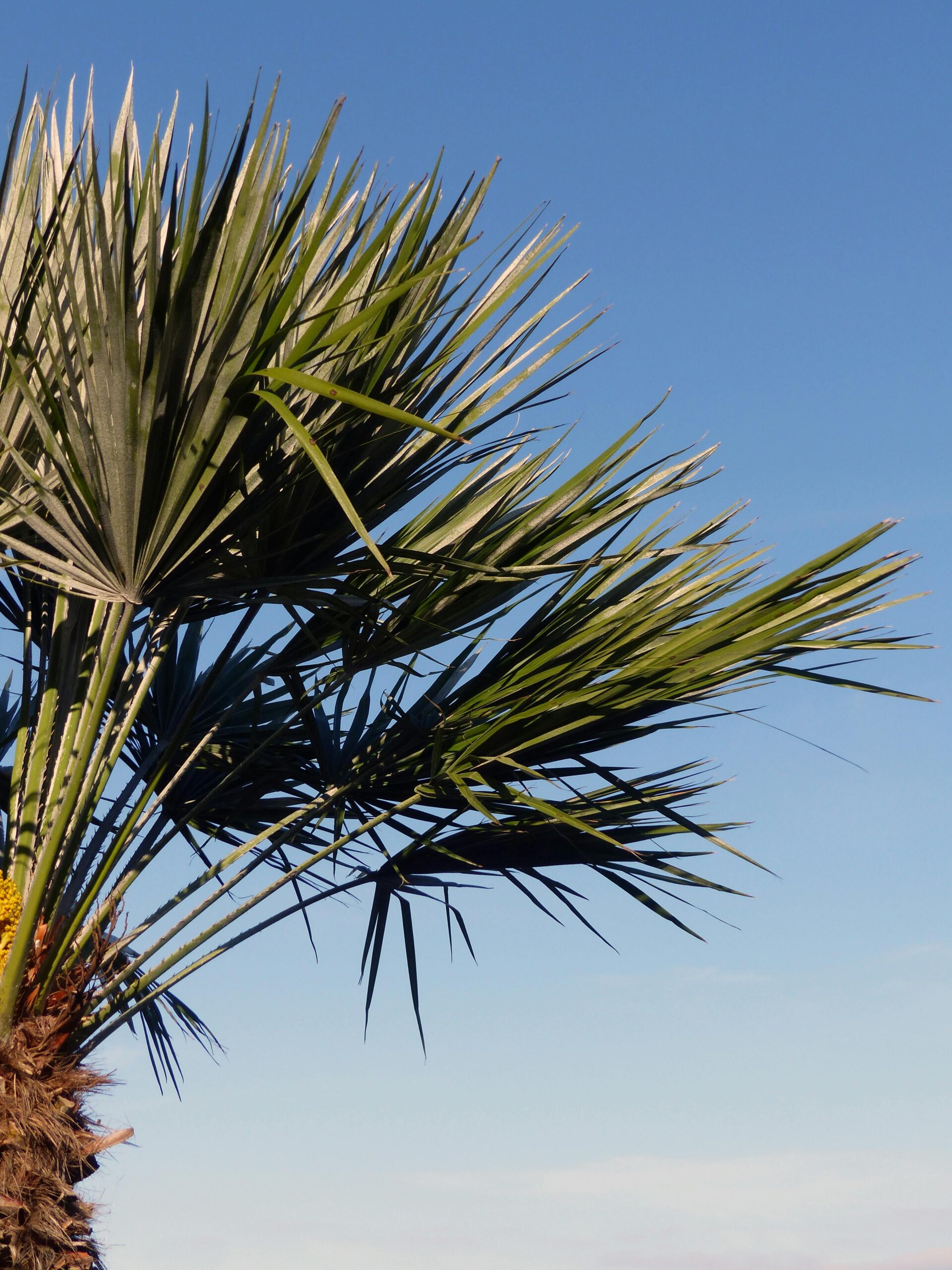 A lush palm tree with green fronds stands against a bright blue sky in Tanzania.