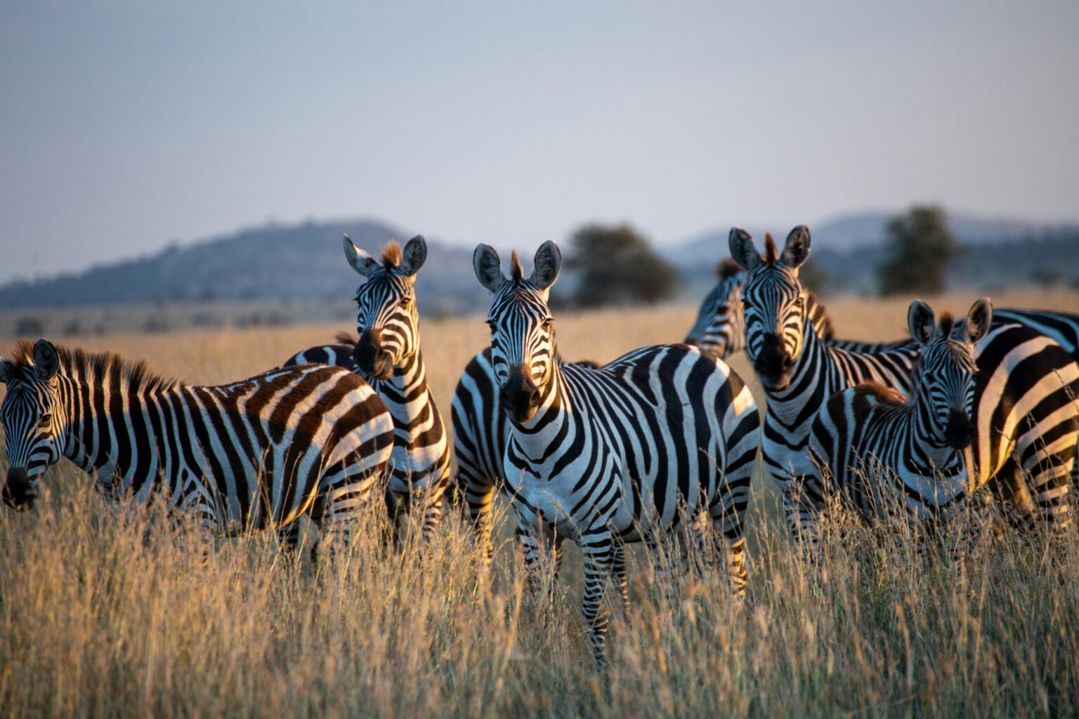A stunning group of zebras grazes in the grassy savanna of Tanzania, captured at sunset.